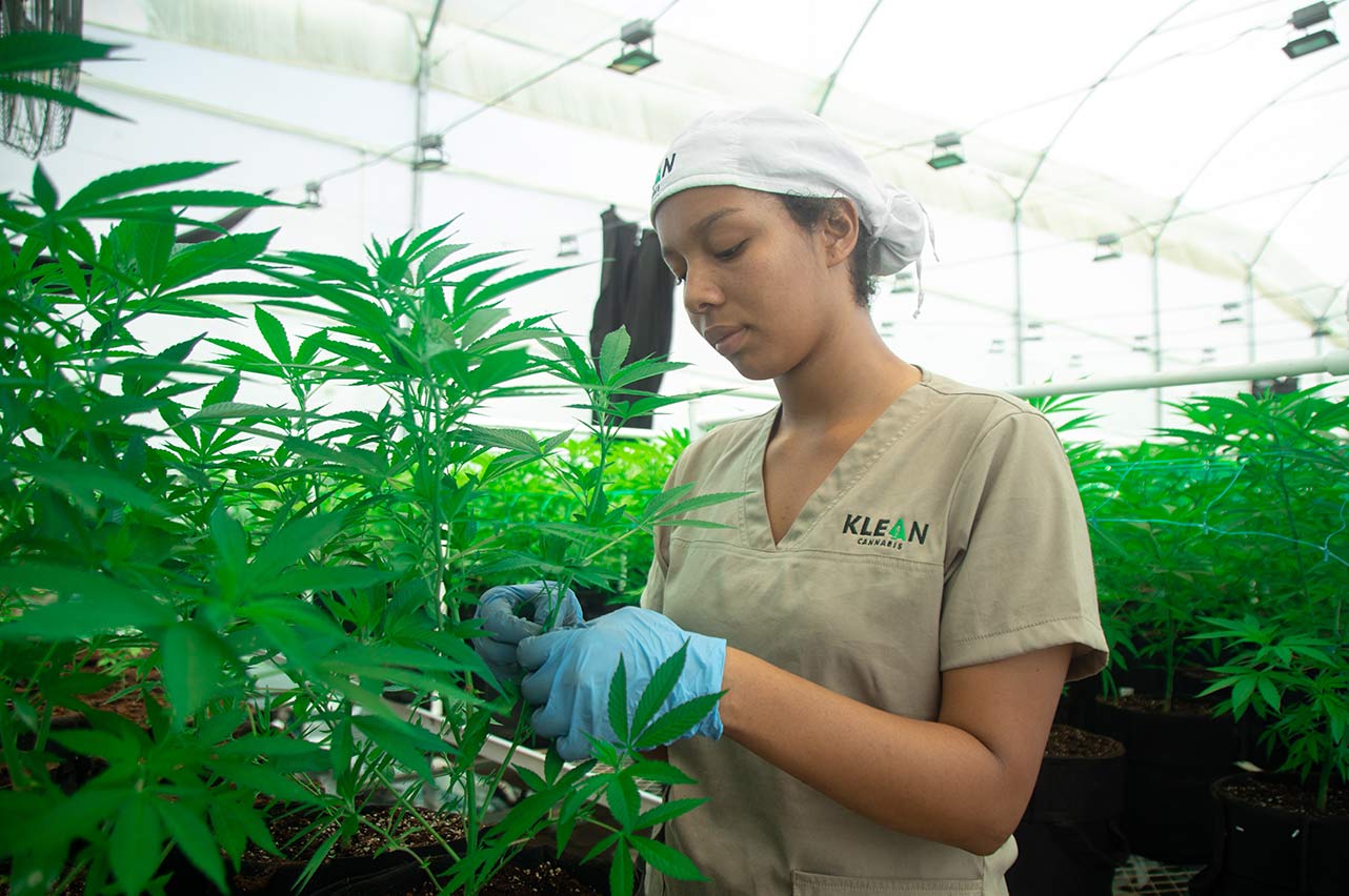 regulación del cannabis medicinal en colombia